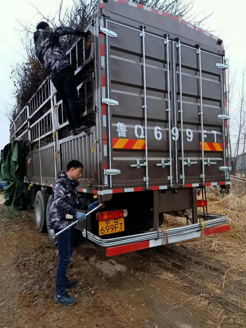 皱皮木瓜树苗，临沂真木瓜树苗怕，2公分以上的木瓜树苗，