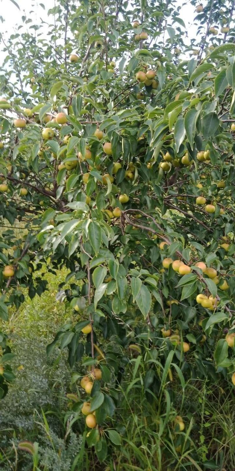 梨树
