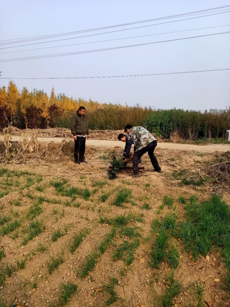 珍珠油杏树苗80cm以上