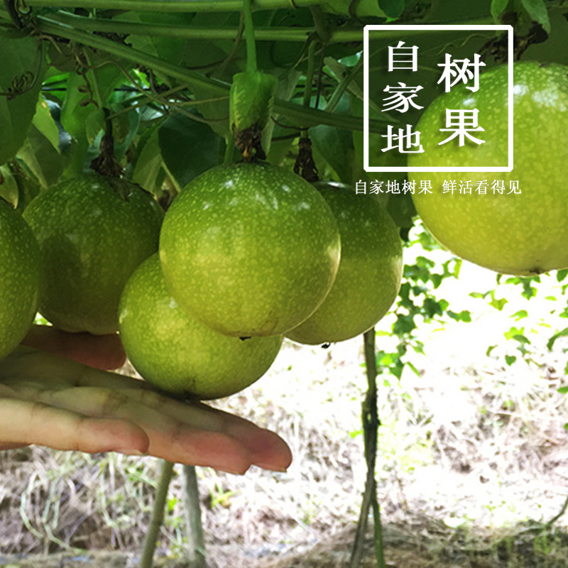 黄金百香果原产地现摘直发支持一件代发