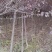 银杏实生树2~4cm2.5~3米1米以下