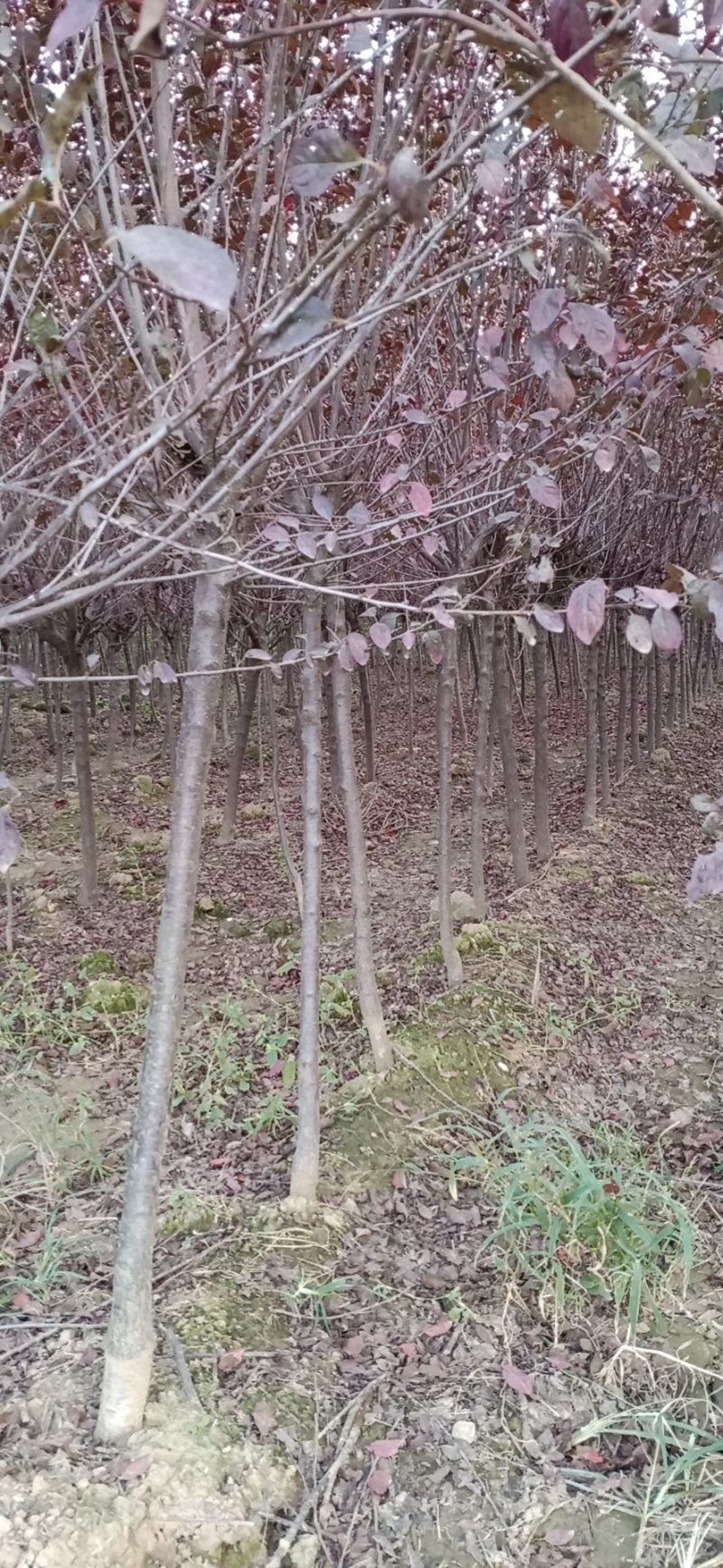 银杏实生树2~4cm2.5~3米1米以下