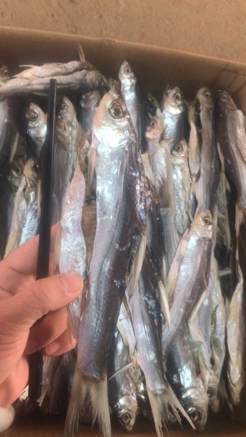 翘嘴白翘嘴鱼大白条咸鱼干腊鱼干