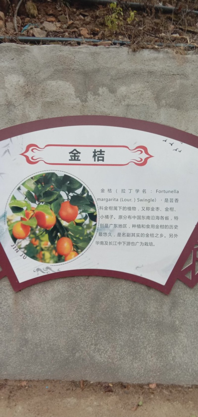 金桔苗25Cm以上的苗当年挂果4年丰产金桔连皮可吃