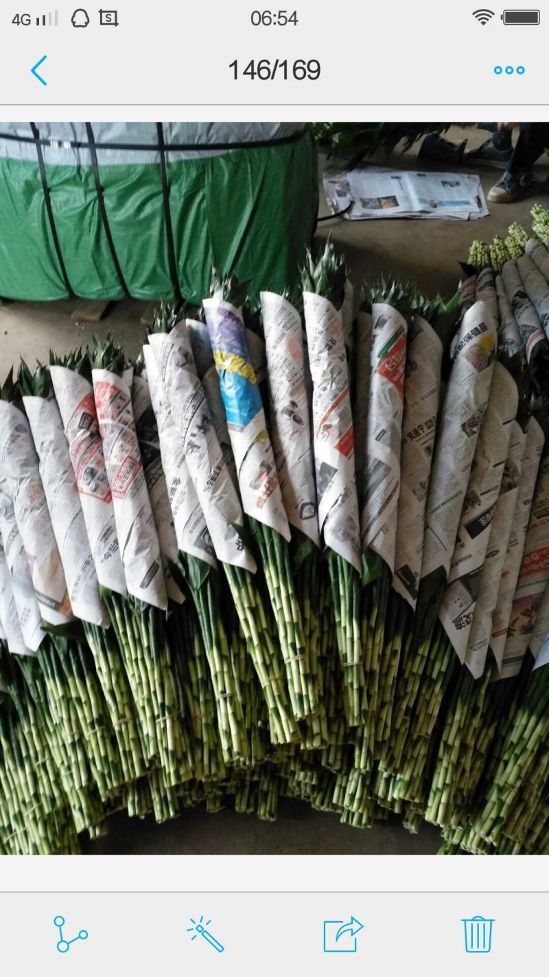 中竹中青中号富贵竹基地直销诚信经营物美价廉一手货源视频看