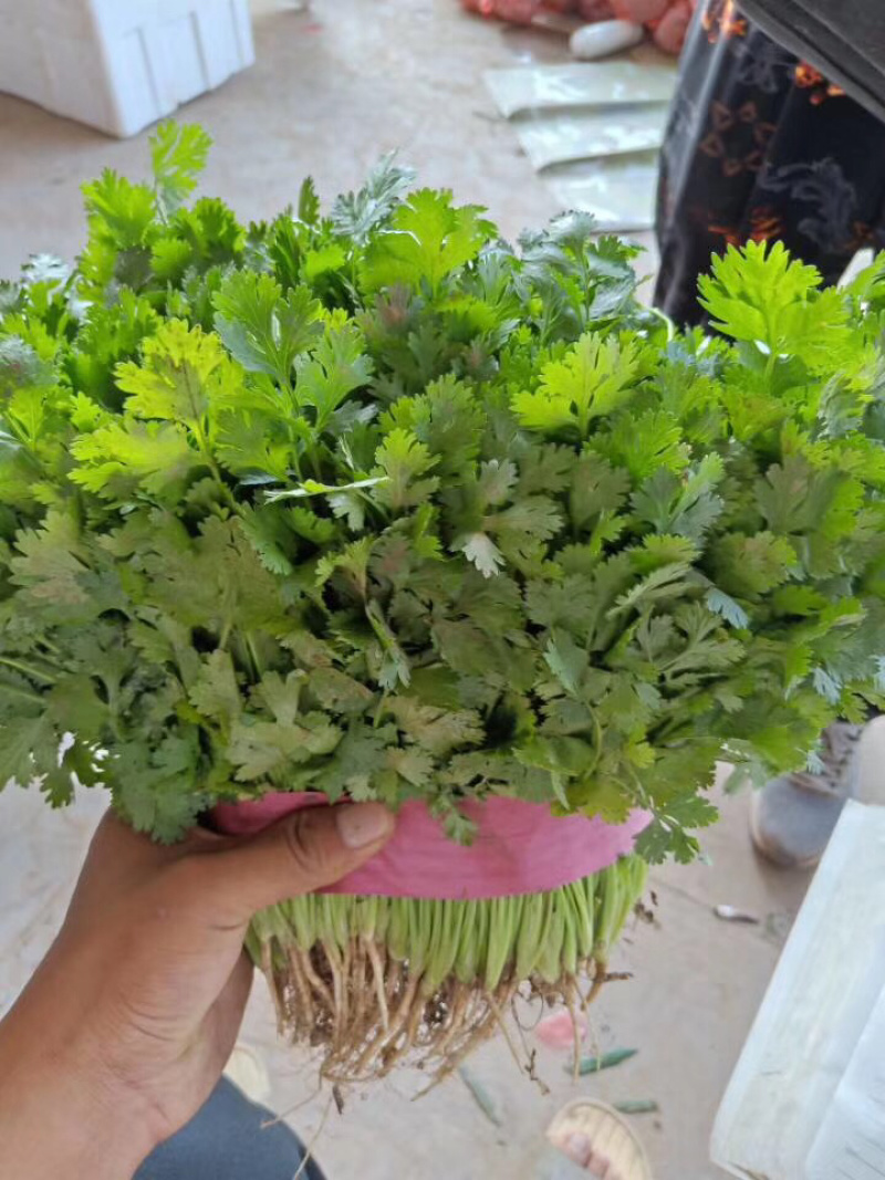 香菜、大叶香菜、大量现货、保证质量、诚信经营