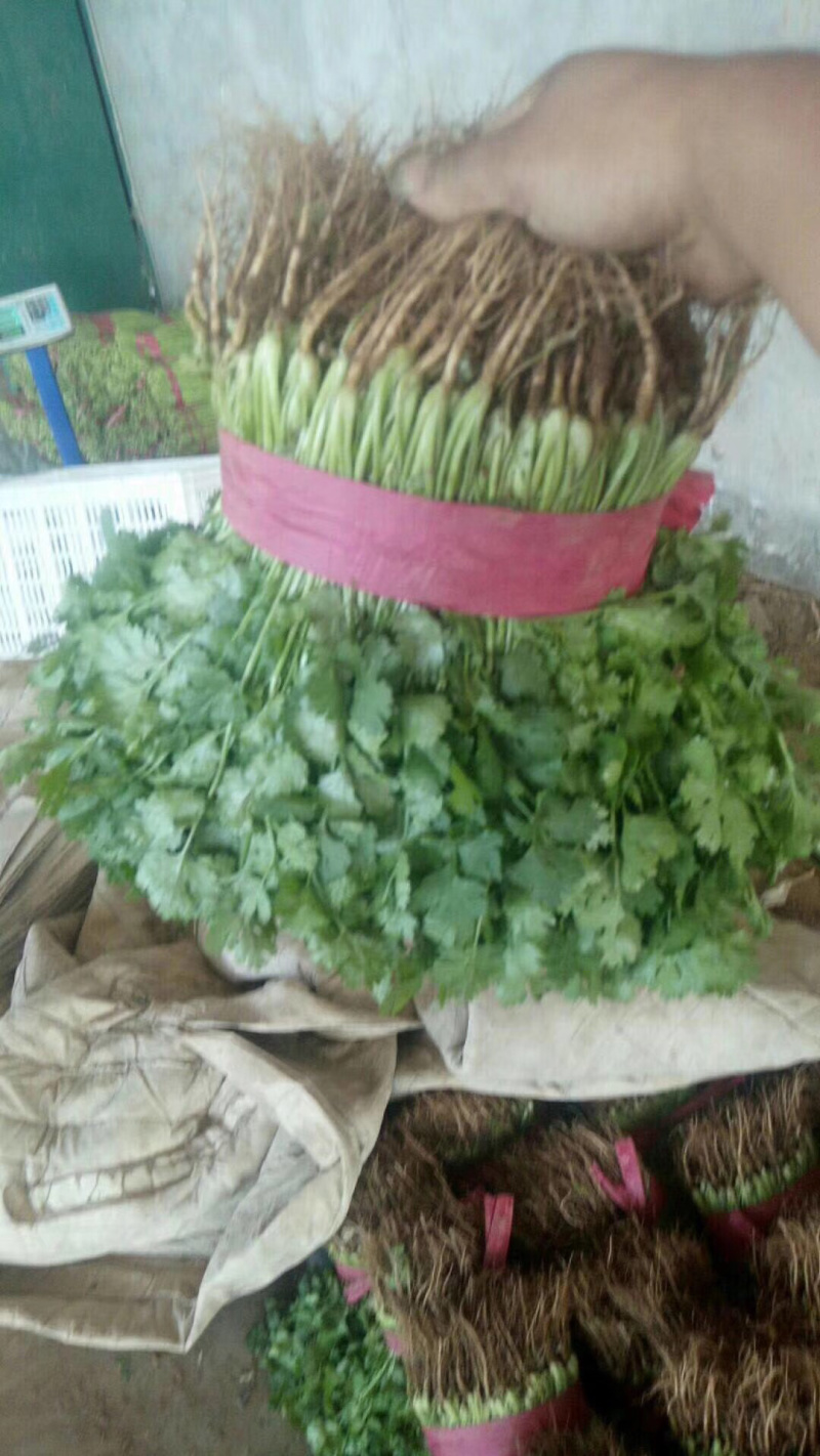 香菜、大叶香菜、大量现货、保证质量、诚信经营