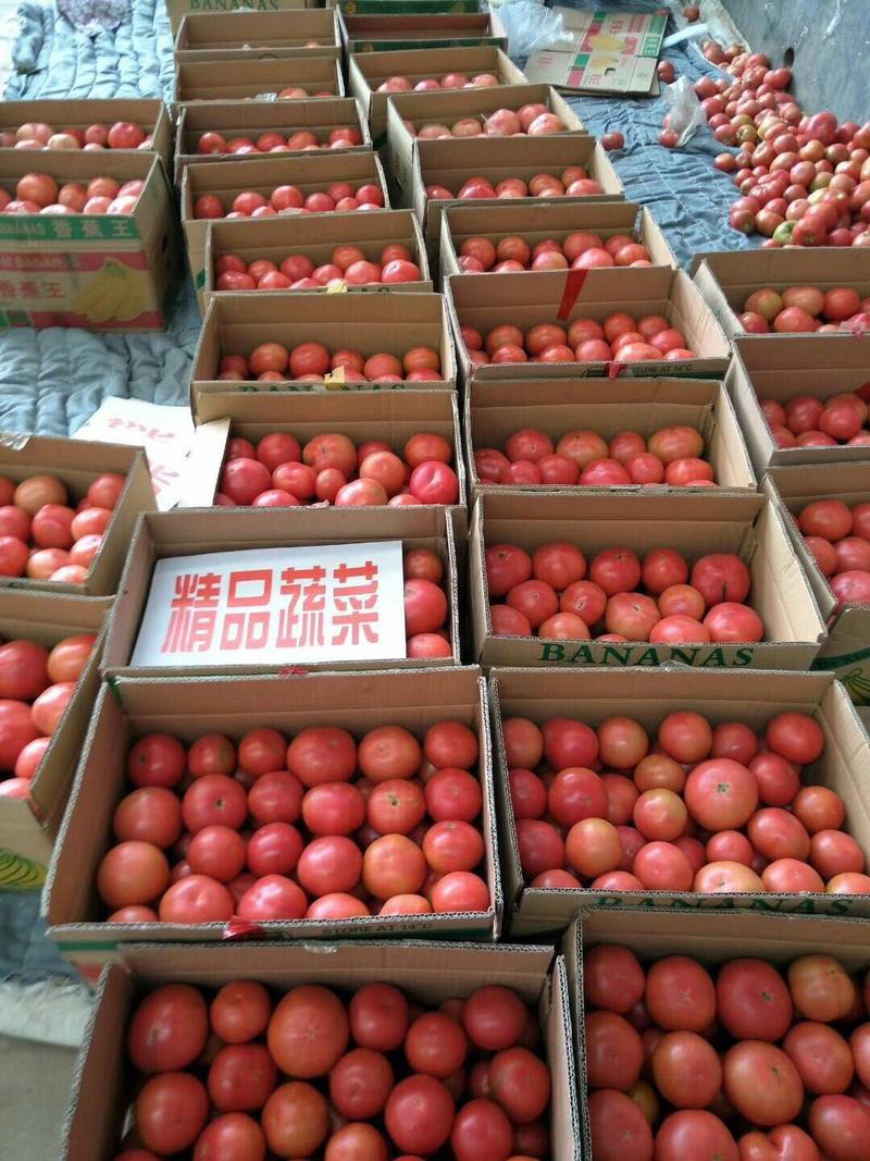 精品硬粉西红柿大量上市中，常年供超市、市场、加工厂……