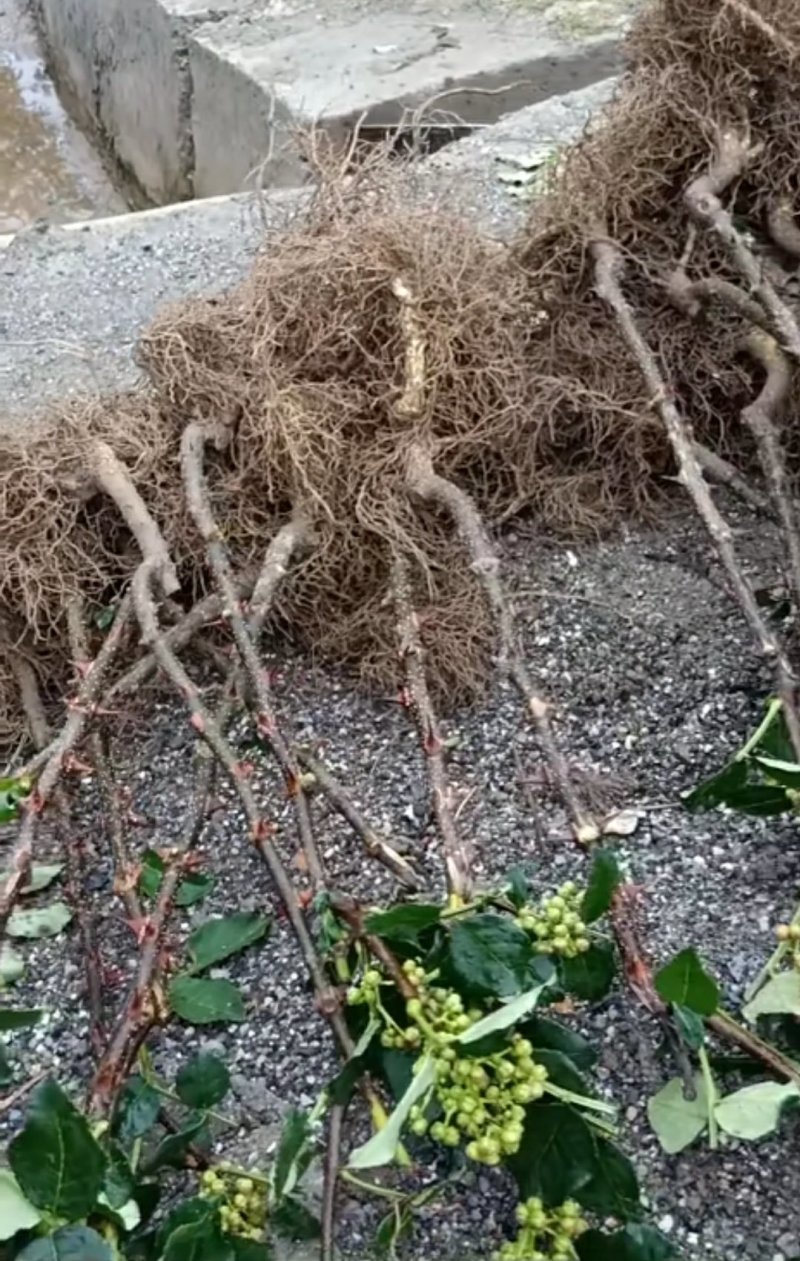 花椒苗嫁接无刺花椒苗，大红袍花椒苗，狮子头，保证品种
