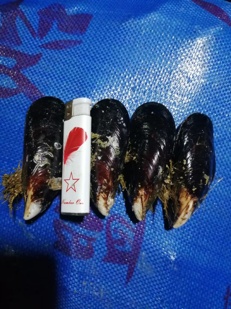鲜活大青口贝又名大海虹。又名贻贝^-^