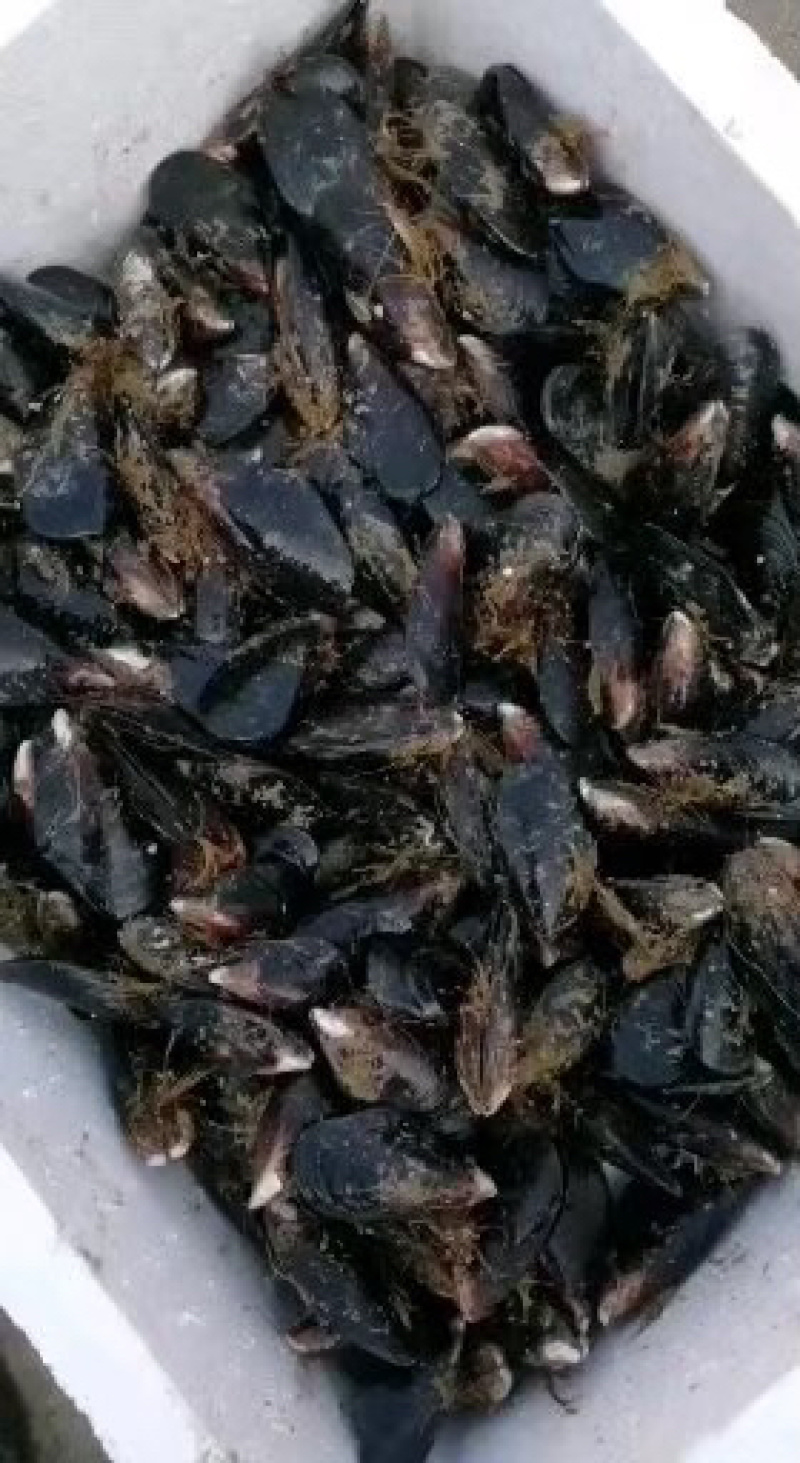 鲜活大青口贝又名大海虹。又名贻贝^-^