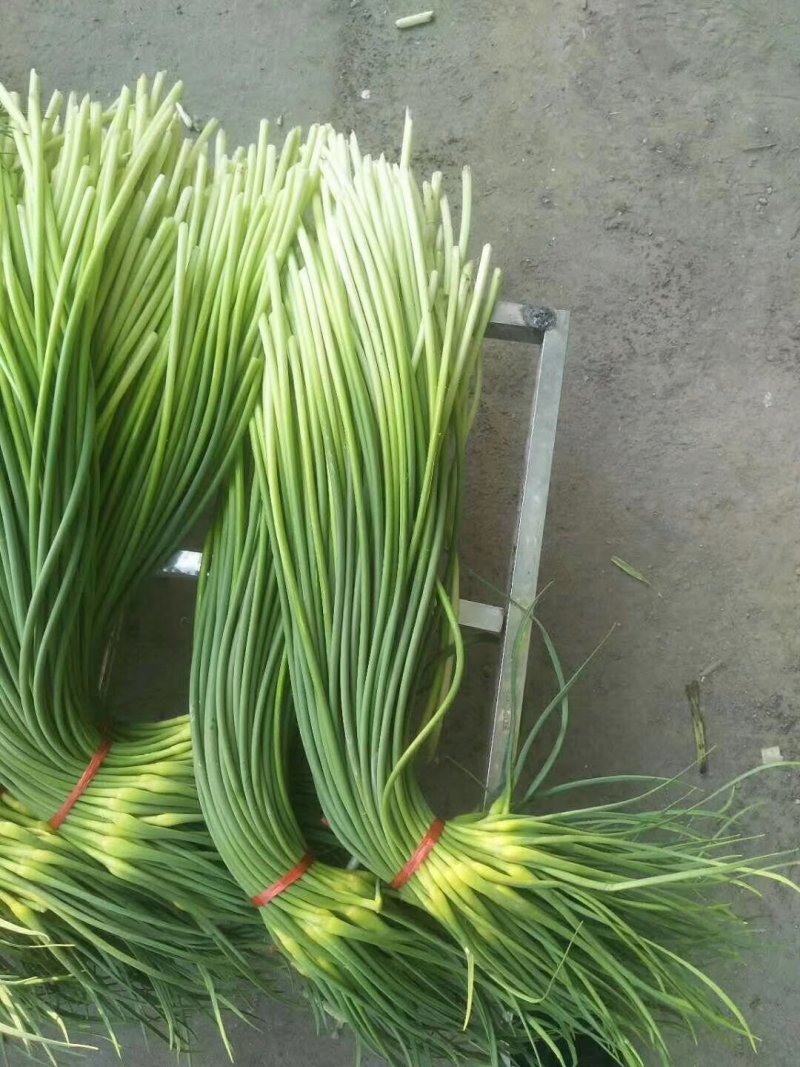 金乡红毛蒜薹50~60厘米冷库蒜薹货源充足