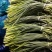 金乡红毛蒜薹50~60厘米冷库蒜薹货源充足