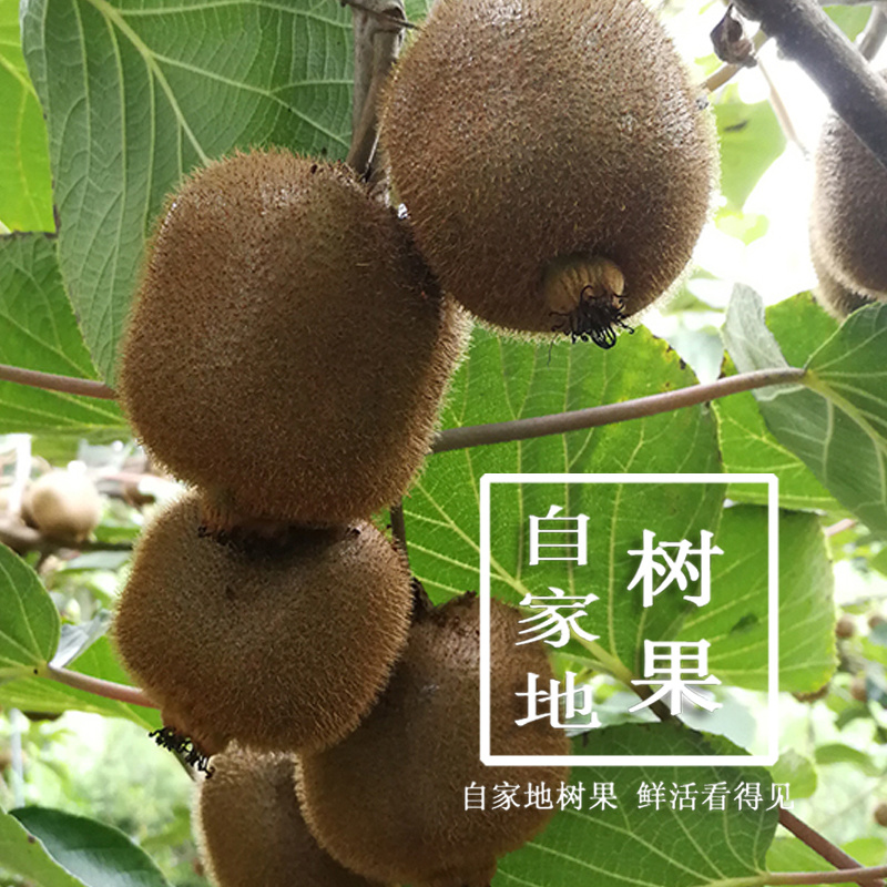 超甜徐香绿心猕猴桃陕西眉县原产地直供