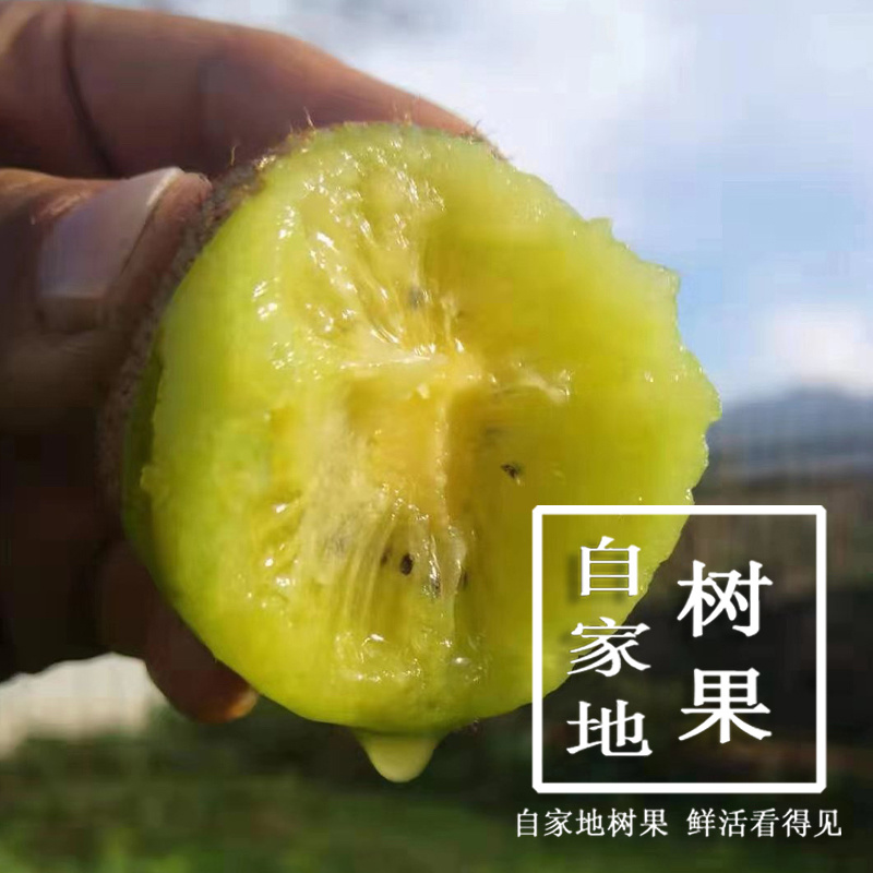 超甜徐香绿心猕猴桃陕西眉县原产地直供