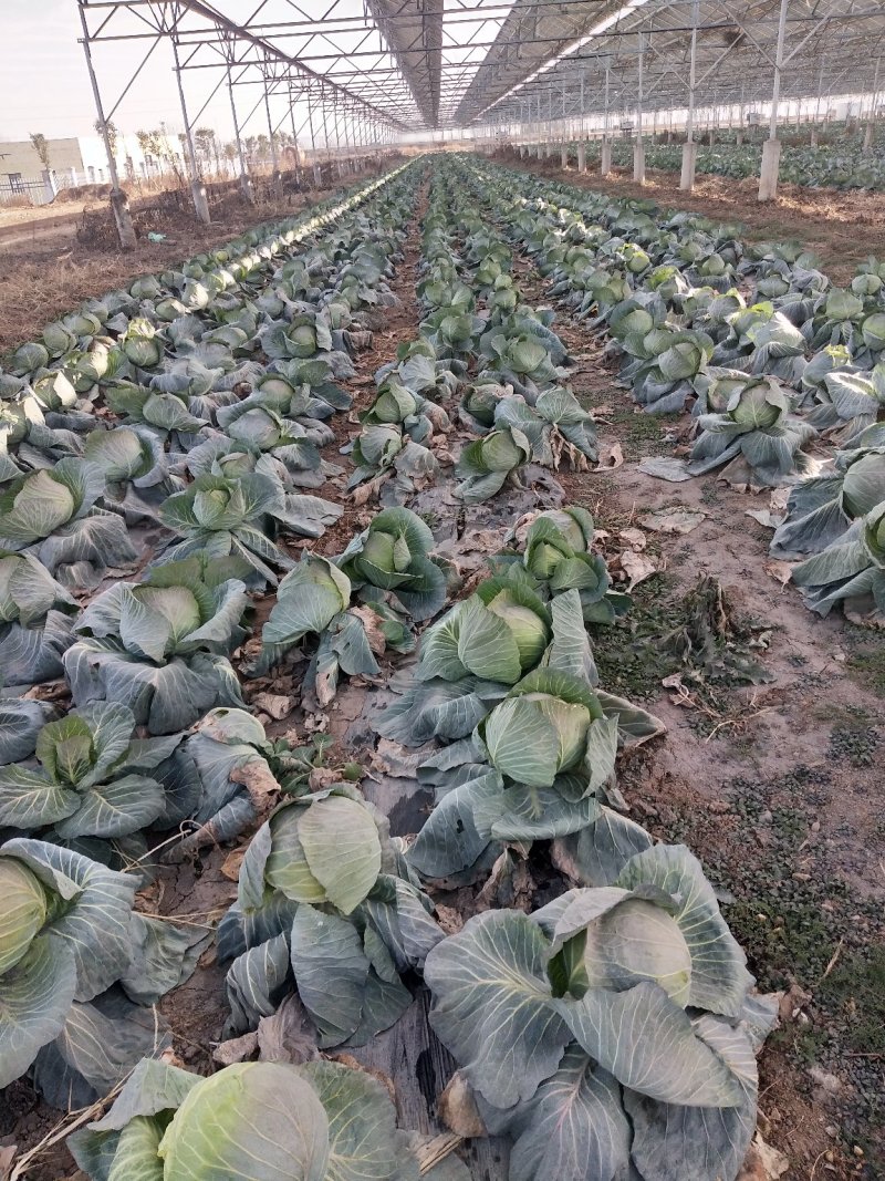 扁圆包菜，奇宝甘蓝，个头大，地头装车，基地直发