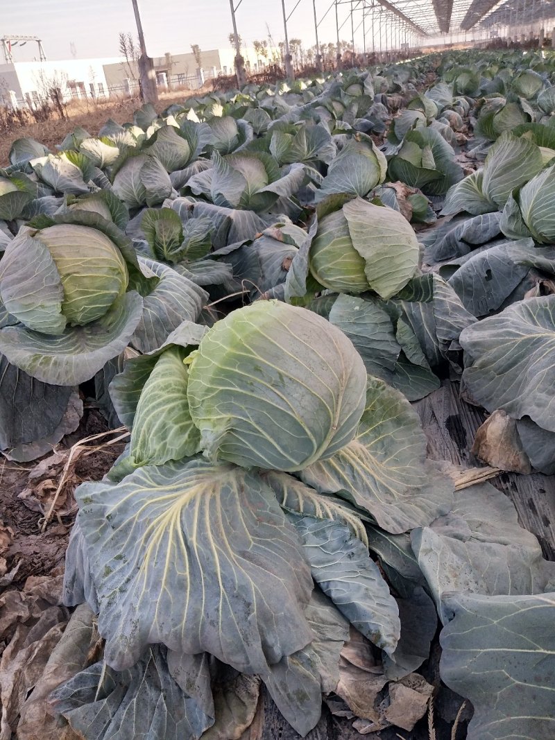 扁圆包菜，奇宝甘蓝，个头大，地头装车，基地直发