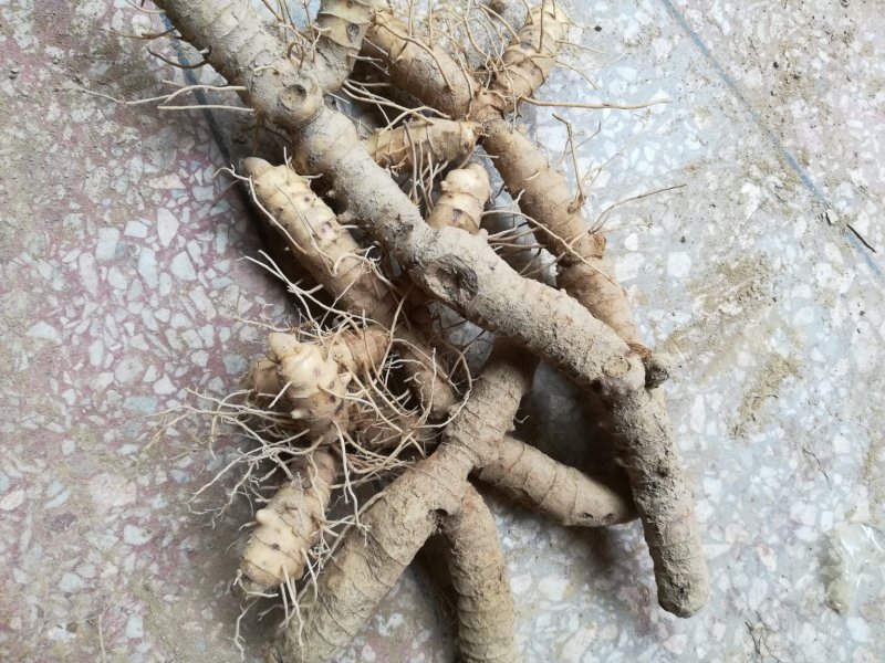 中药材新鲜玉竹供应湘玉竹种植基地产地直销价格实惠