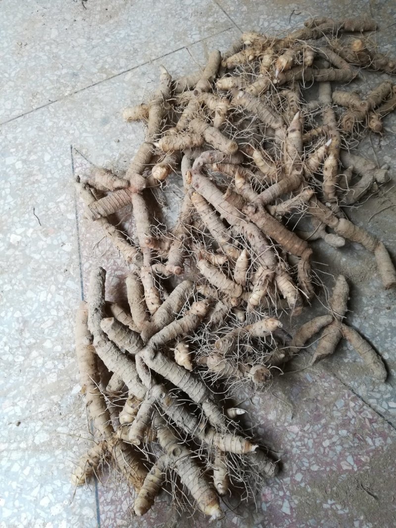 中药材新鲜玉竹供应湘玉竹种植基地产地直销价格实惠