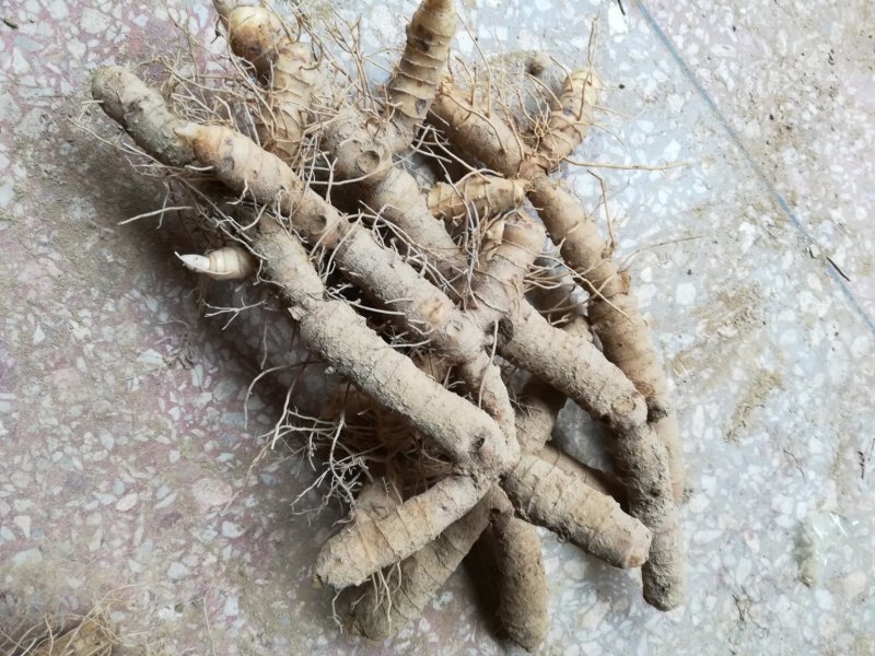 中药材新鲜玉竹供应湘玉竹种植基地产地直销价格实惠