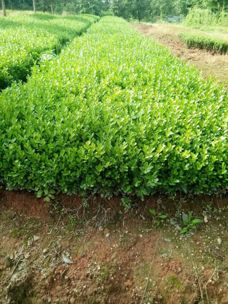 湖南小叶黄杨苗，湖南瓜子黄杨小苗，豆瓣黄杨小苗价格