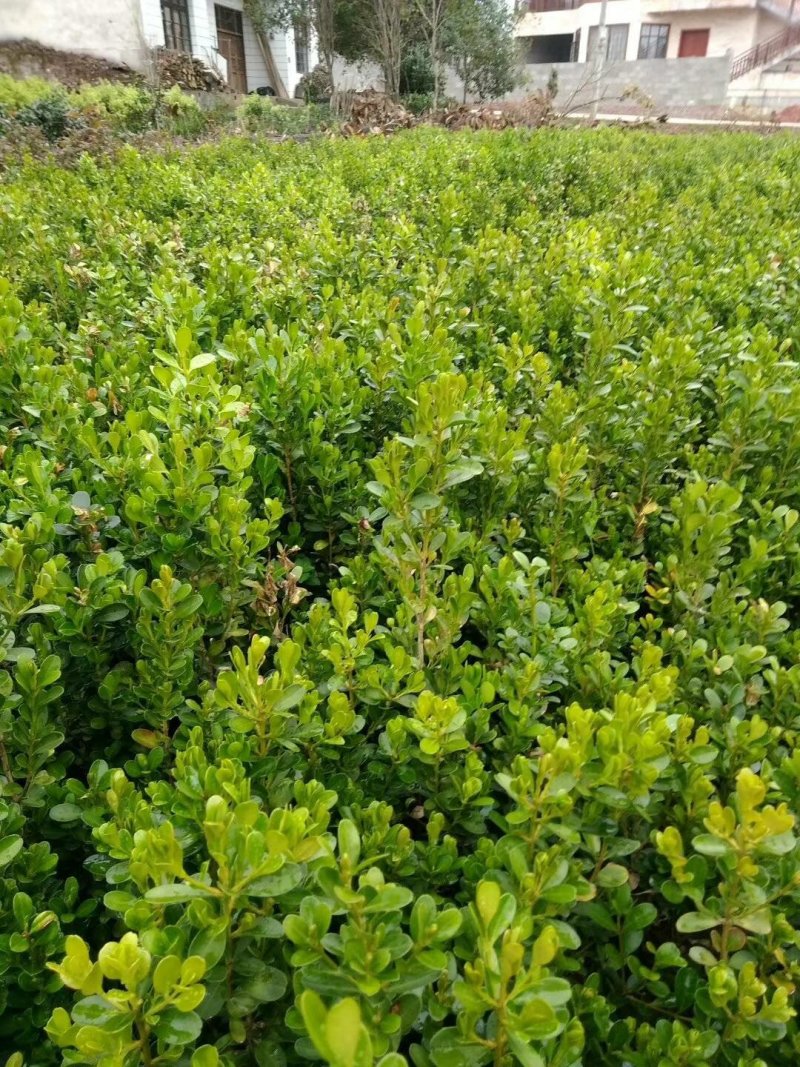 湖南小叶黄杨苗，湖南瓜子黄杨小苗，豆瓣黄杨小苗价格