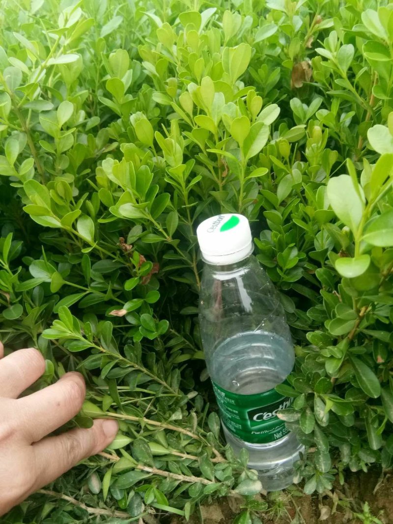 湖南小叶黄杨苗，湖南瓜子黄杨小苗，豆瓣黄杨小苗价格