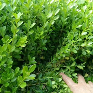 湖南小叶黄杨苗，湖南瓜子黄杨小苗，豆瓣黄杨小苗价格