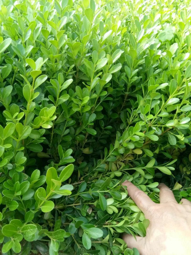 湖南小叶黄杨苗，湖南瓜子黄杨小苗，豆瓣黄杨小苗价格