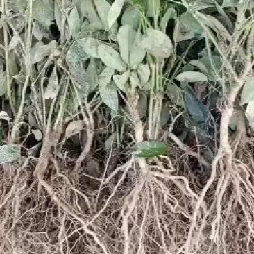 木通(九月黄金焦)种苗药食同源水果苗放牛果苗