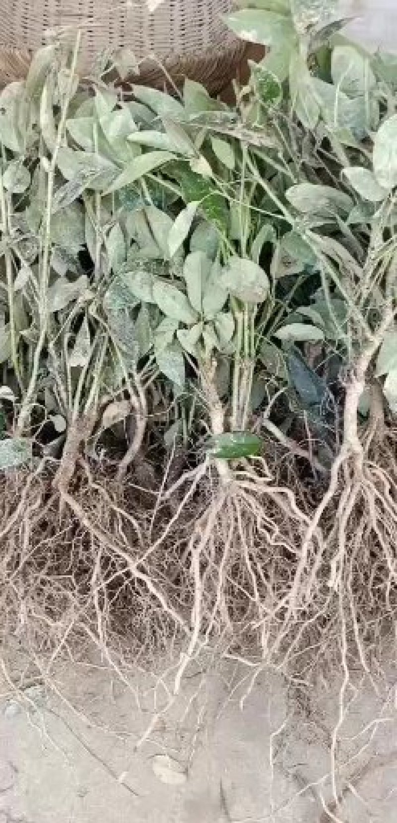 木通(九月黄金焦)种苗药食同源水果苗放牛果苗