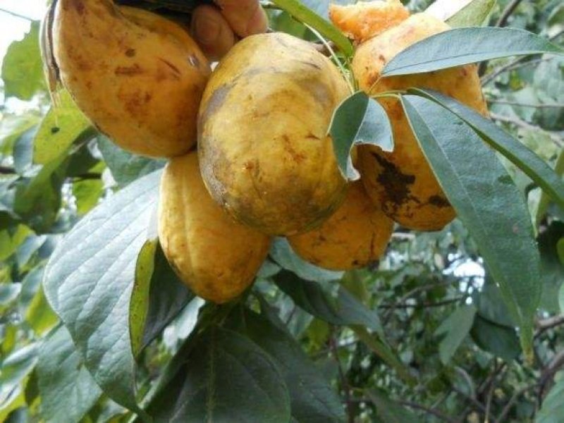 木通(九月黄金焦)种苗药食同源水果苗放牛果苗