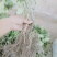 木通(九月黄金焦)种苗药食同源水果苗放牛果苗