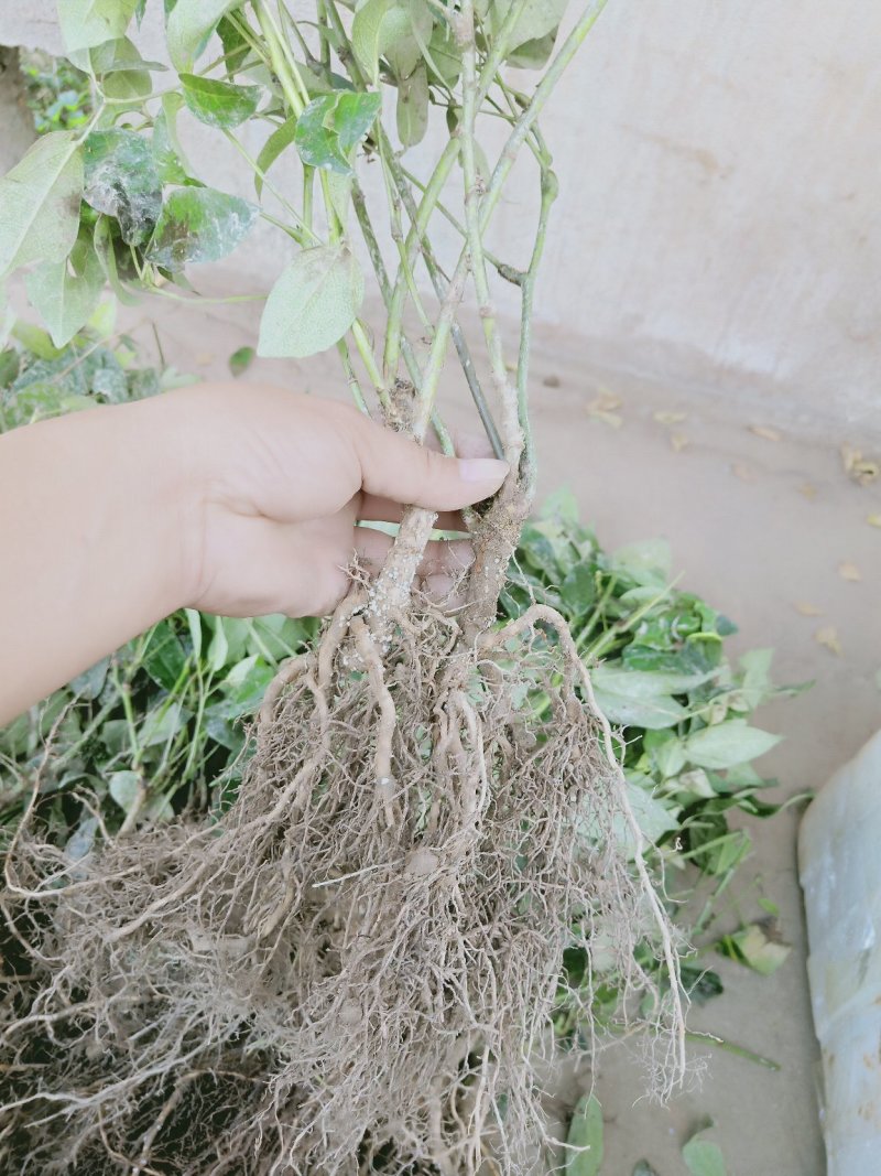 木通(九月黄金焦)种苗药食同源水果苗放牛果苗
