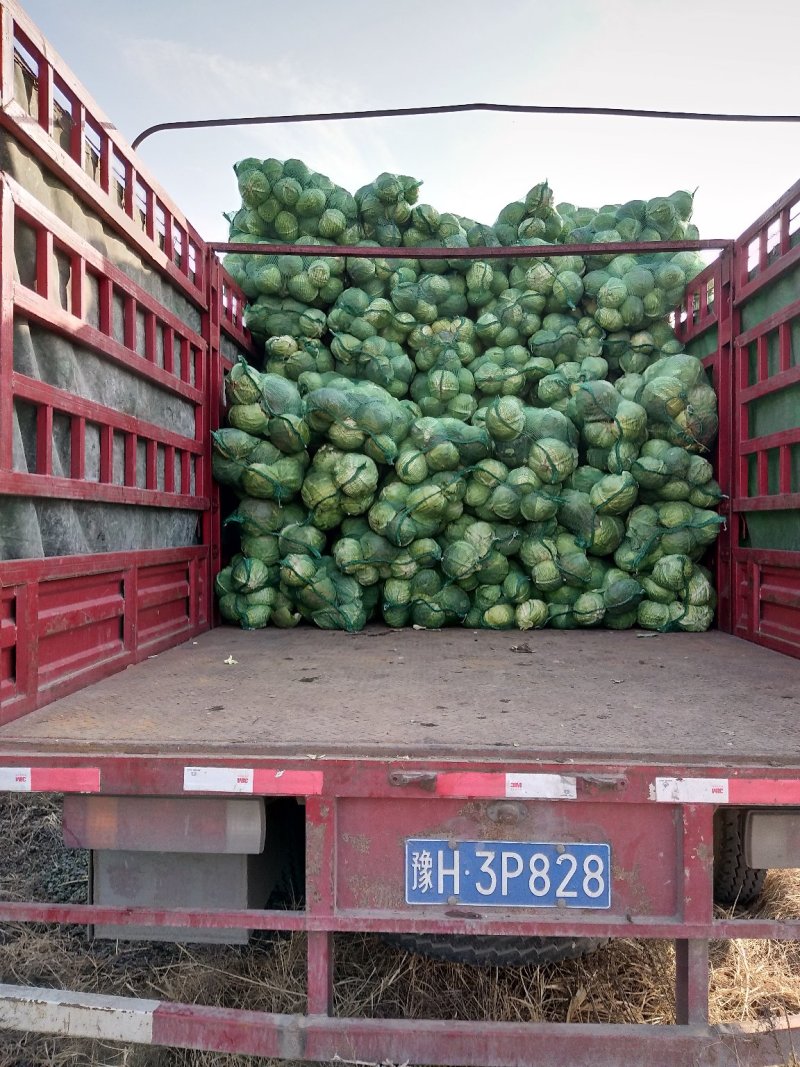 扁圆包菜，奇宝甘蓝，个头大，地头装车，基地直发