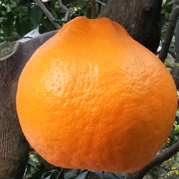 柑桔