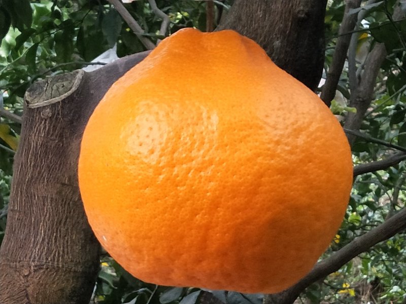 柑桔