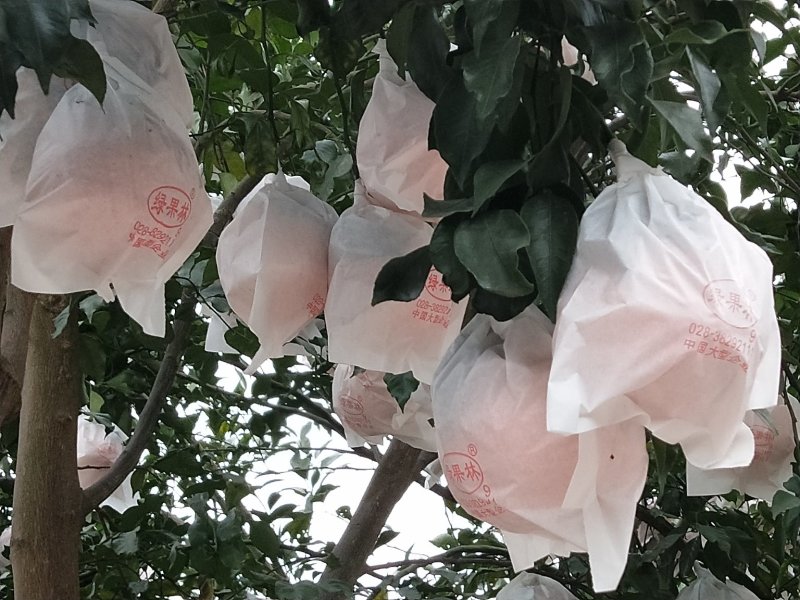 柑桔