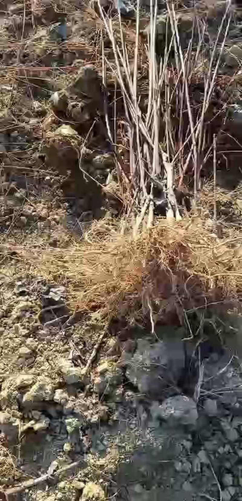 中花吴茱萸苗茶辣苗树衣子苗江西中花扦插苗
