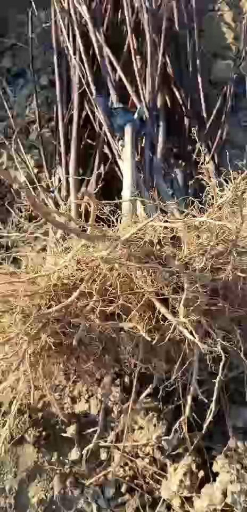 中花吴茱萸苗茶辣苗树衣子苗江西中花扦插苗