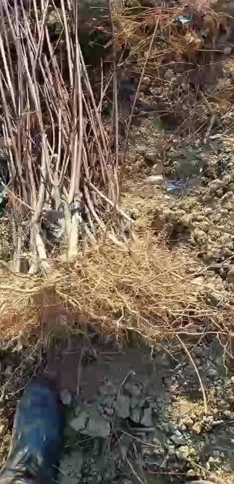 中花吴茱萸苗茶辣苗树衣子苗江西中花扦插苗