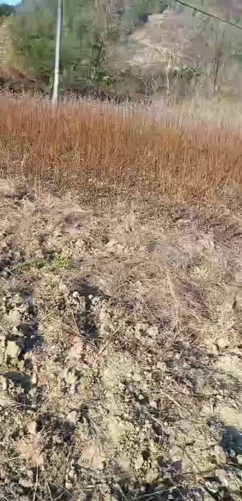中花吴茱萸苗茶辣苗树衣子苗江西中花扦插苗