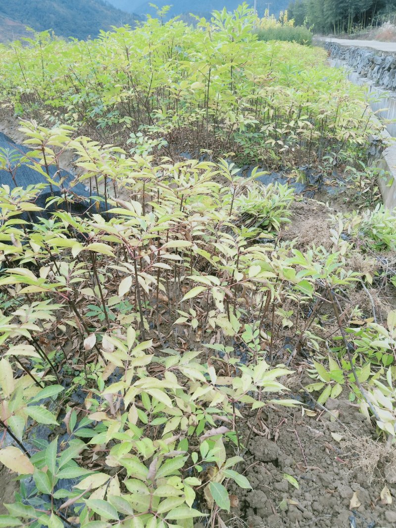 中花吴茱萸苗茶辣苗树衣子苗江西中花扦插苗