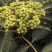 吴茱萸(中花)苗80cm以上江西中花扦插苗挂果苗
