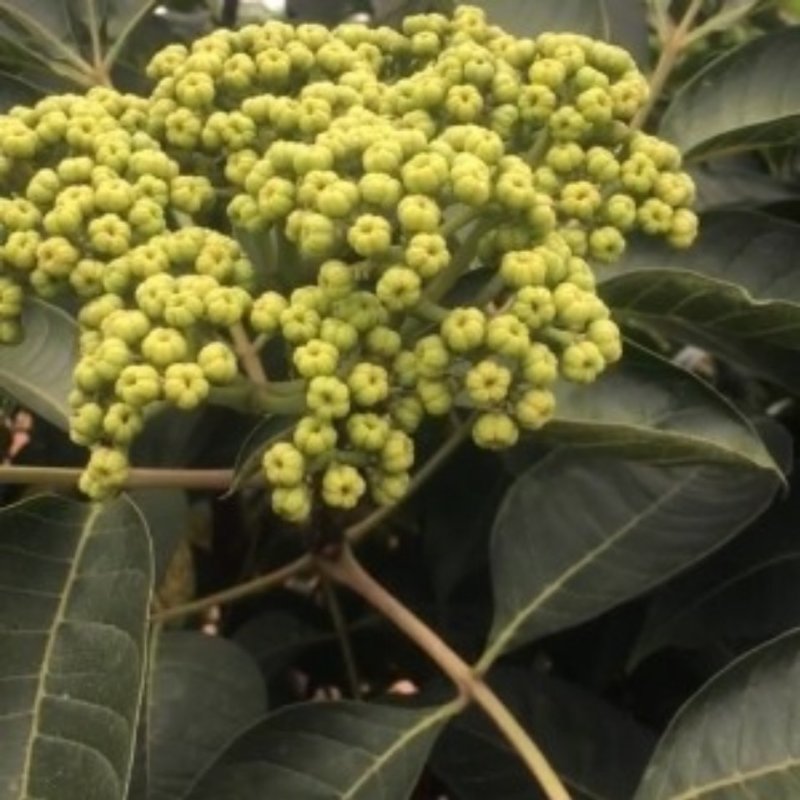 吴茱萸(中花)苗80cm以上江西中花扦插苗挂果苗