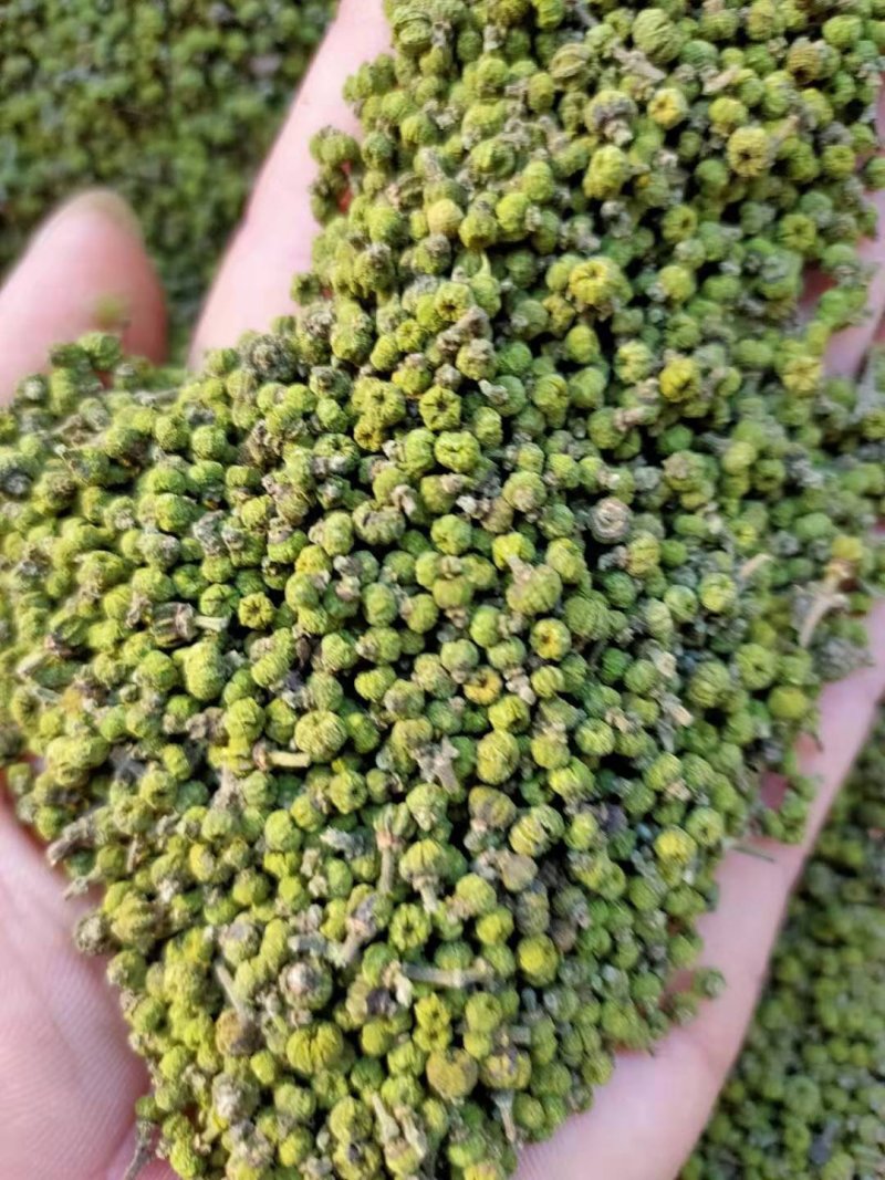 吴茱萸(中花)苗80cm以上江西中花扦插苗挂果苗