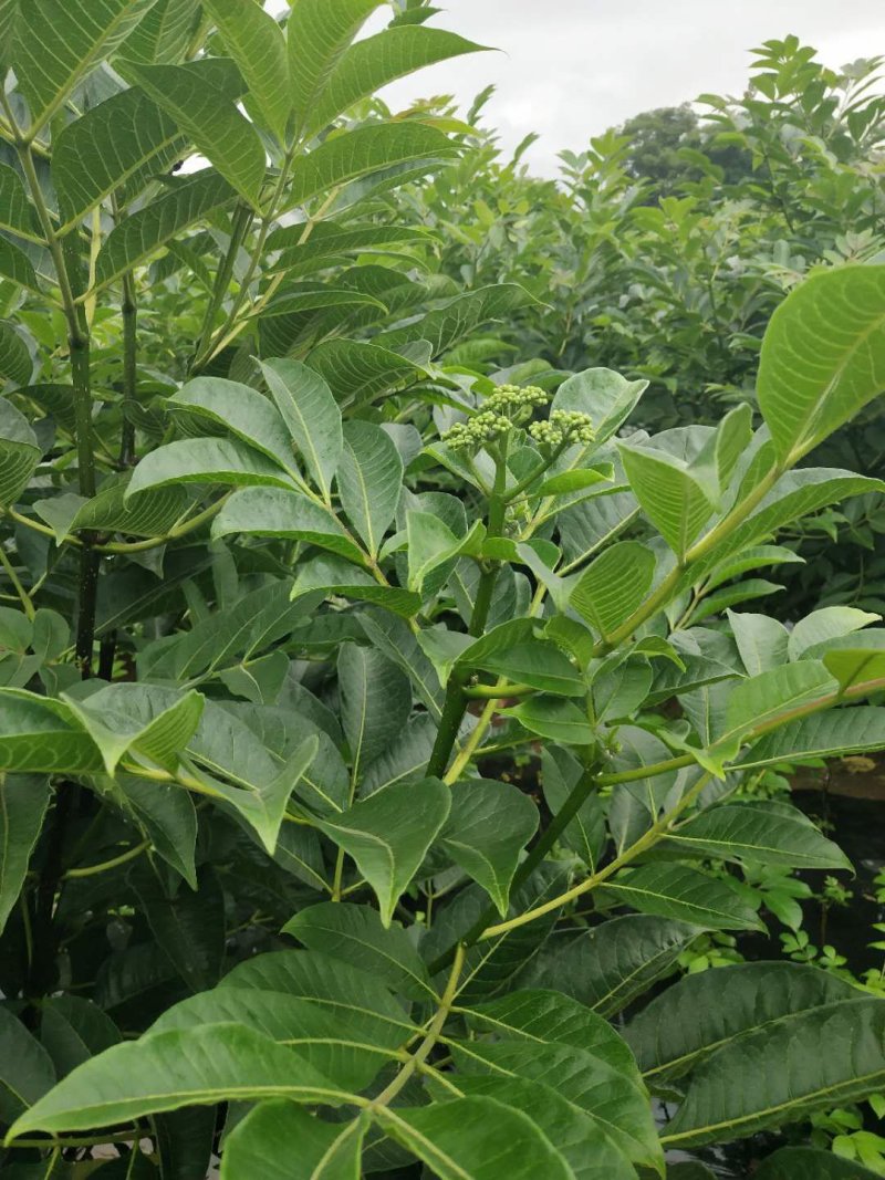 吴茱萸(中花)苗80cm以上江西中花扦插苗挂果苗