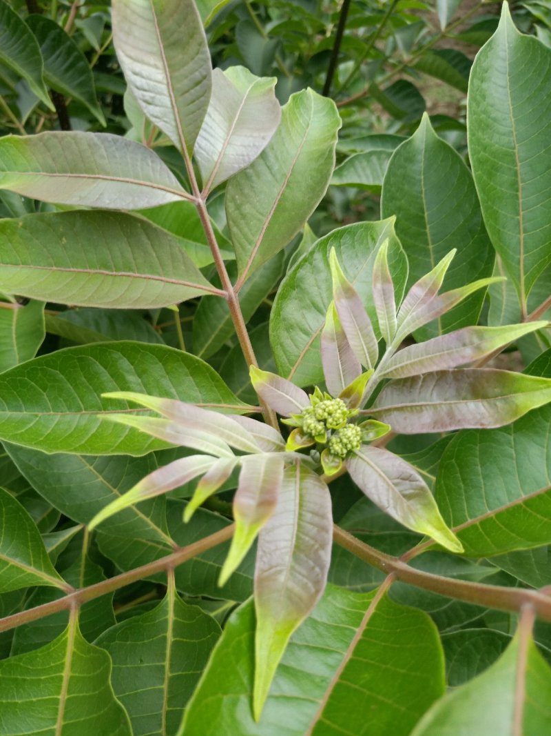 吴茱萸(中花)苗80cm以上江西中花扦插苗挂果苗