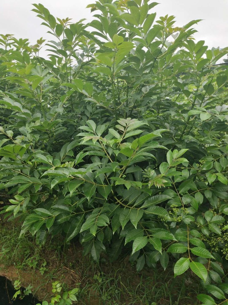 吴茱萸(中花)苗80cm以上江西中花扦插苗挂果苗