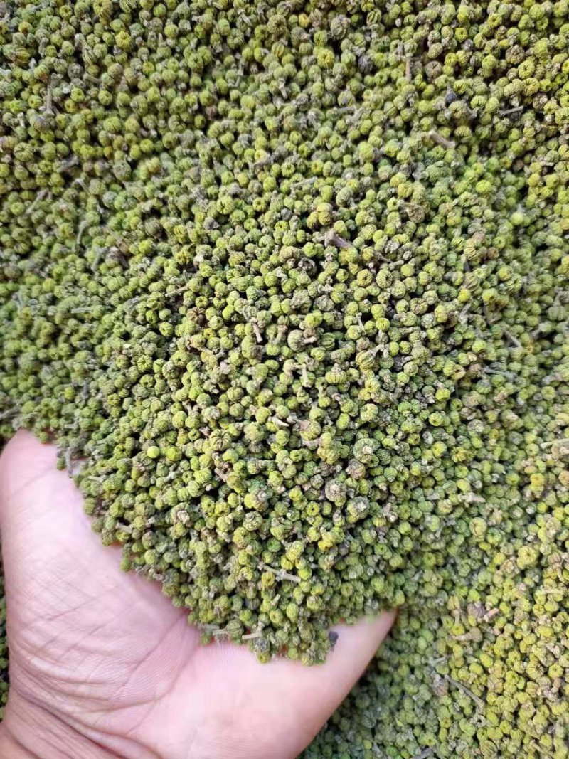 吴茱萸(中花)苗80cm以上江西中花扦插苗挂果苗